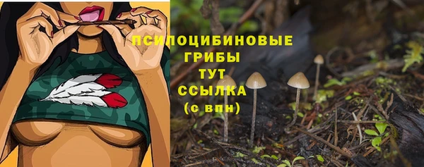 хмурый Аркадак